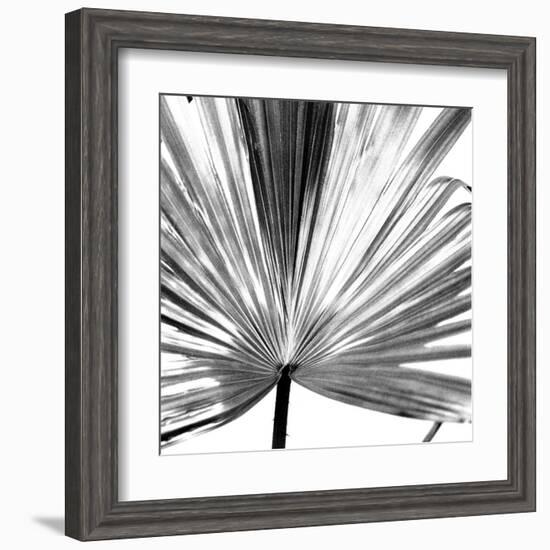 Black and White Palms III-Jason Johnson-Framed Art Print