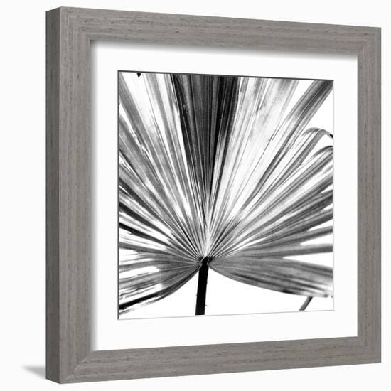 Black and White Palms III-Jason Johnson-Framed Art Print