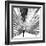 Black and White Palms III-Jason Johnson-Framed Art Print