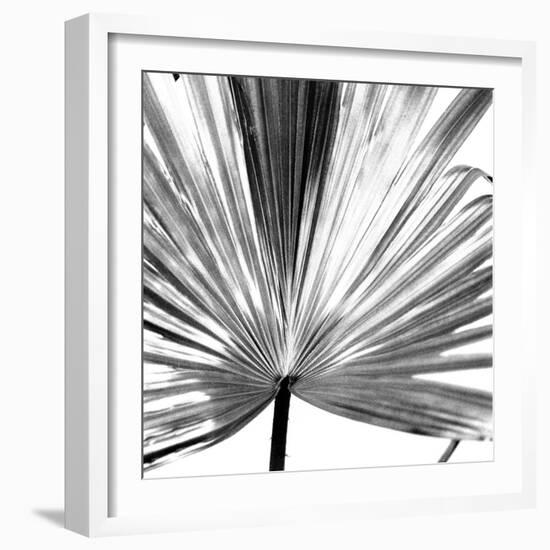 Black and White Palms III-Jason Johnson-Framed Art Print