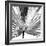 Black and White Palms III-Jason Johnson-Framed Art Print