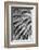 Black and White Pattern in branches of palm tree, Quito, Ecuador-Adam Jones-Framed Photographic Print