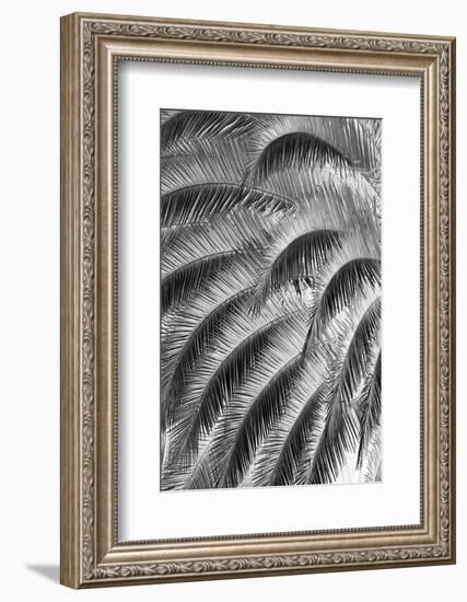 Black and White Pattern in branches of palm tree, Quito, Ecuador-Adam Jones-Framed Photographic Print