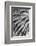 Black and White Pattern in branches of palm tree, Quito, Ecuador-Adam Jones-Framed Photographic Print