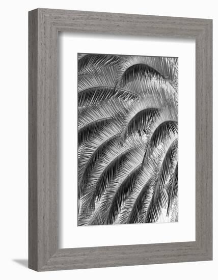 Black and White Pattern in branches of palm tree, Quito, Ecuador-Adam Jones-Framed Photographic Print