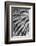 Black and White Pattern in branches of palm tree, Quito, Ecuador-Adam Jones-Framed Photographic Print