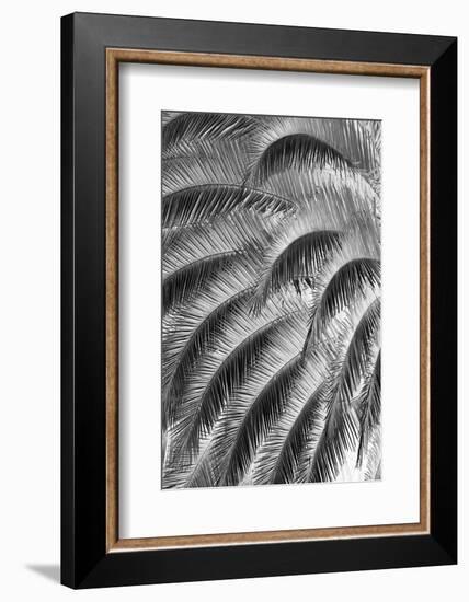 Black and White Pattern in branches of palm tree, Quito, Ecuador-Adam Jones-Framed Photographic Print
