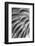 Black and White Pattern in branches of palm tree, Quito, Ecuador-Adam Jones-Framed Photographic Print