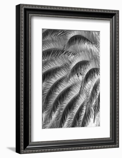 Black and White Pattern in branches of palm tree, Quito, Ecuador-Adam Jones-Framed Photographic Print