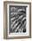 Black and White Pattern in branches of palm tree, Quito, Ecuador-Adam Jones-Framed Photographic Print