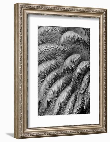 Black and White Pattern in branches of palm tree, Quito, Ecuador-Adam Jones-Framed Photographic Print