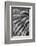 Black and White Pattern in branches of palm tree, Quito, Ecuador-Adam Jones-Framed Photographic Print