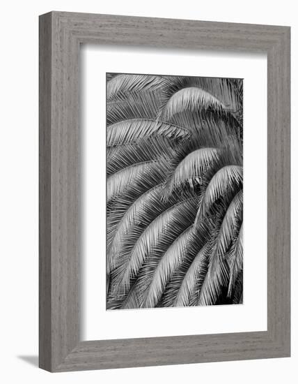 Black and White Pattern in branches of palm tree, Quito, Ecuador-Adam Jones-Framed Photographic Print