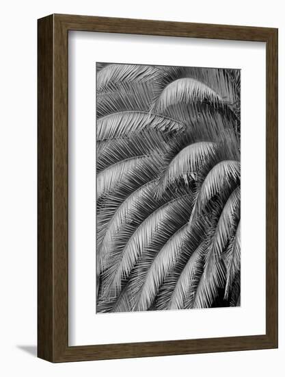 Black and White Pattern in branches of palm tree, Quito, Ecuador-Adam Jones-Framed Photographic Print