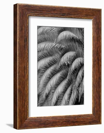 Black and White Pattern in branches of palm tree, Quito, Ecuador-Adam Jones-Framed Photographic Print