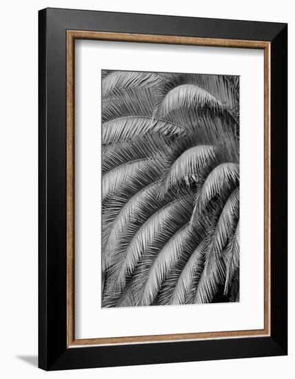 Black and White Pattern in branches of palm tree, Quito, Ecuador-Adam Jones-Framed Photographic Print