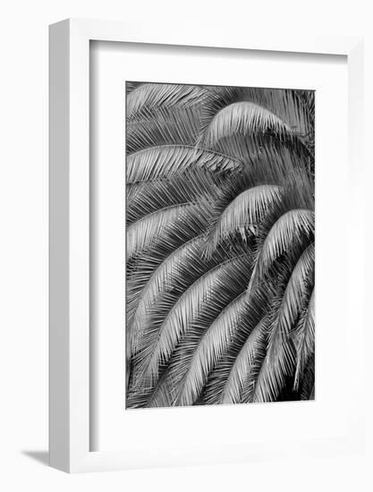 Black and White Pattern in branches of palm tree, Quito, Ecuador-Adam Jones-Framed Photographic Print