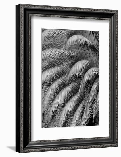 Black and White Pattern in branches of palm tree, Quito, Ecuador-Adam Jones-Framed Photographic Print