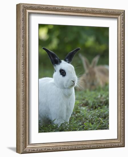 Black and White Rex Rabbit with Doe in Background, Oryctolagus Cuniculus-Maresa Pryor-Framed Photographic Print