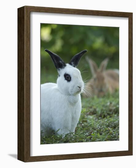 Black and White Rex Rabbit with Doe in Background, Oryctolagus Cuniculus-Maresa Pryor-Framed Photographic Print