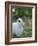 Black and White Rex Rabbit with Doe in Background, Oryctolagus Cuniculus-Maresa Pryor-Framed Photographic Print