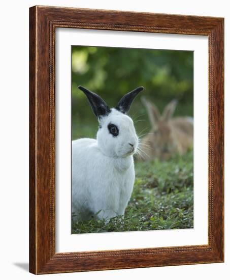 Black and White Rex Rabbit with Doe in Background, Oryctolagus Cuniculus-Maresa Pryor-Framed Photographic Print