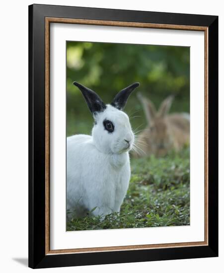 Black and White Rex Rabbit with Doe in Background, Oryctolagus Cuniculus-Maresa Pryor-Framed Photographic Print