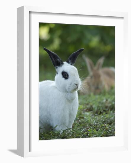 Black and White Rex Rabbit with Doe in Background, Oryctolagus Cuniculus-Maresa Pryor-Framed Photographic Print