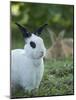 Black and White Rex Rabbit with Doe in Background, Oryctolagus Cuniculus-Maresa Pryor-Mounted Photographic Print