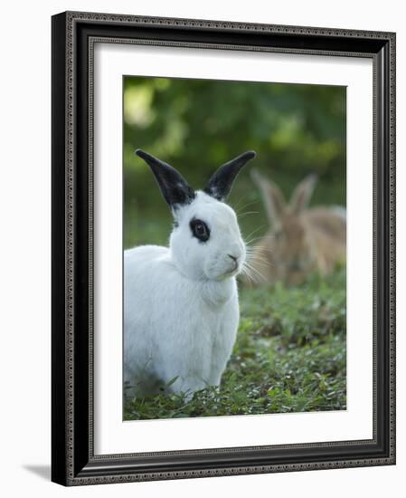 Black and White Rex Rabbit with Doe in Background, Oryctolagus Cuniculus-Maresa Pryor-Framed Photographic Print