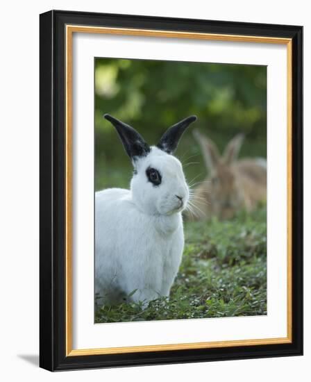 Black and White Rex Rabbit with Doe in Background, Oryctolagus Cuniculus-Maresa Pryor-Framed Photographic Print