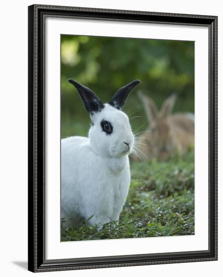 Black and White Rex Rabbit with Doe in Background, Oryctolagus Cuniculus-Maresa Pryor-Framed Photographic Print