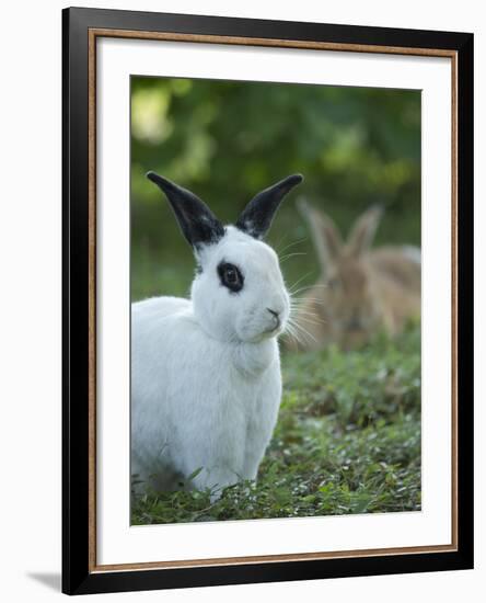 Black and White Rex Rabbit with Doe in Background, Oryctolagus Cuniculus-Maresa Pryor-Framed Photographic Print