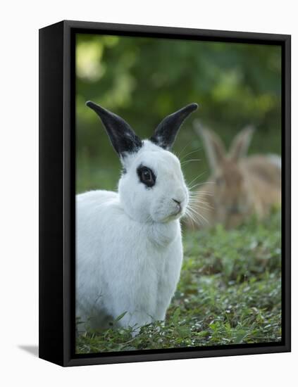 Black and White Rex Rabbit with Doe in Background, Oryctolagus Cuniculus-Maresa Pryor-Framed Premier Image Canvas