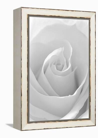 Black and White Rose Abstract-Anna Miller-Framed Premier Image Canvas