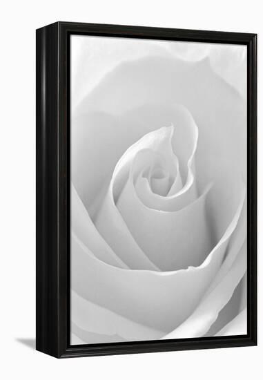 Black and White Rose Abstract-Anna Miller-Framed Premier Image Canvas