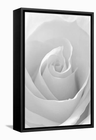 Black and White Rose Abstract-Anna Miller-Framed Premier Image Canvas