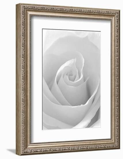 Black and White Rose Abstract-Anna Miller-Framed Photographic Print