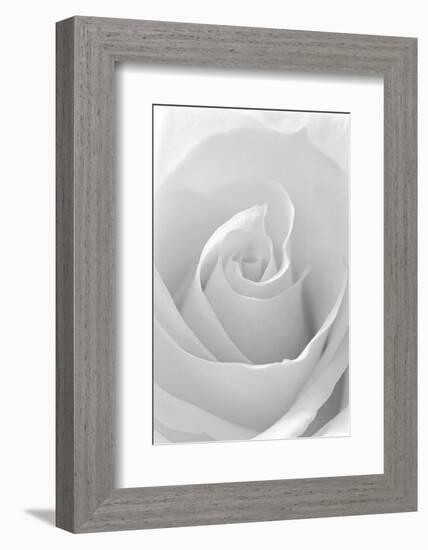 Black and White Rose Abstract-Anna Miller-Framed Photographic Print