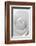 Black and White Rose Abstract-Anna Miller-Framed Photographic Print