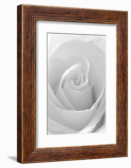 Black and White Rose Abstract-Anna Miller-Framed Photographic Print