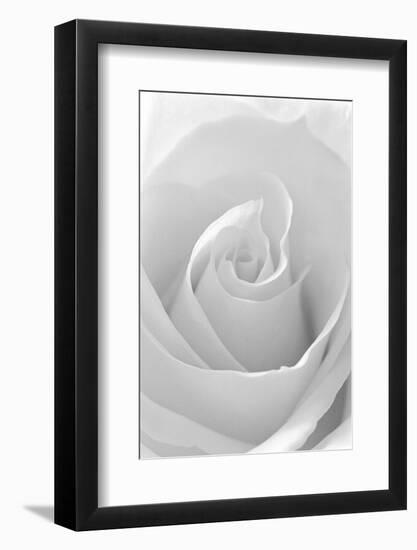 Black and White Rose Abstract-Anna Miller-Framed Photographic Print