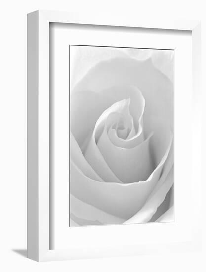 Black and White Rose Abstract-Anna Miller-Framed Photographic Print