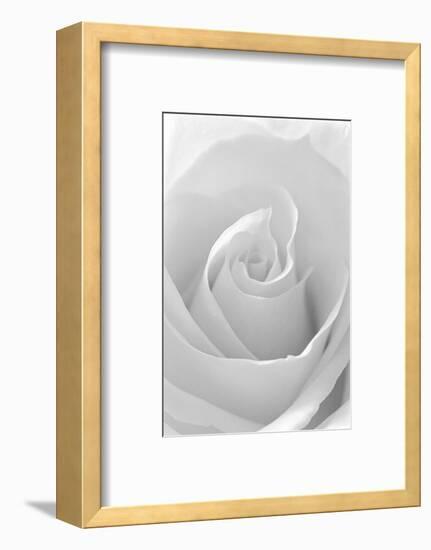 Black and White Rose Abstract-Anna Miller-Framed Photographic Print