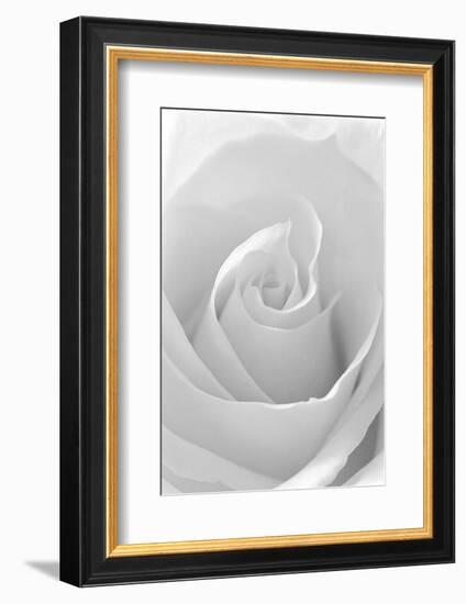 Black and White Rose Abstract-Anna Miller-Framed Photographic Print