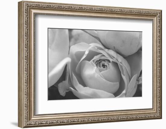 Black and White Rose Detail-Anna Miller-Framed Photographic Print