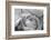 Black and White Rose Detail-Anna Miller-Framed Photographic Print