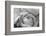 Black and White Rose Detail-Anna Miller-Framed Photographic Print