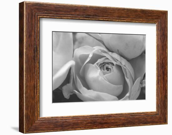 Black and White Rose Detail-Anna Miller-Framed Photographic Print