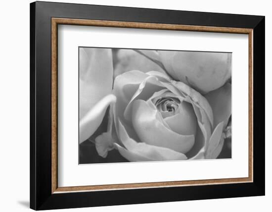 Black and White Rose Detail-Anna Miller-Framed Photographic Print